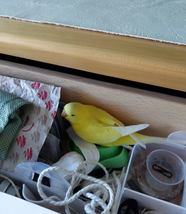 Wellensittich-Bild: Galli hat umgeschult vom Krümelmonster zum Schubladenmonster!