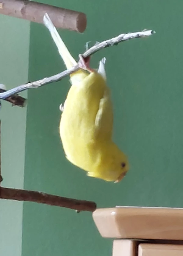 Wellensittich-Bild: Felo ich sehe da eine Schublade. Ich möchte da gerne reinschauen, vielleicht ist da was drin was mir gefällt!