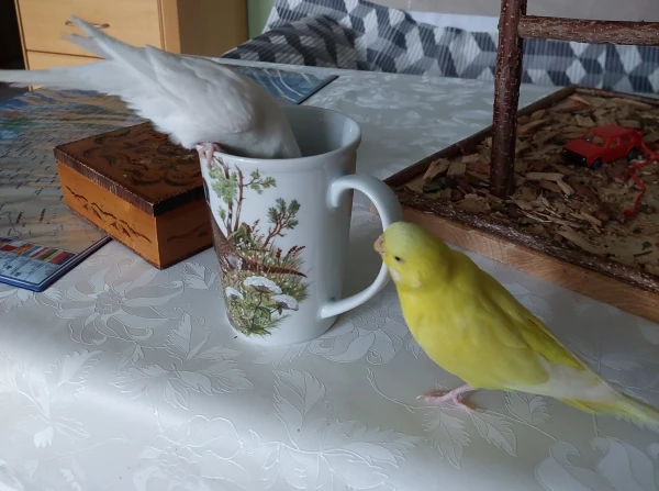 Wellensittich-Bild: Halli was machst du da? Wenn das schmeckt will ich auch mal probieren...