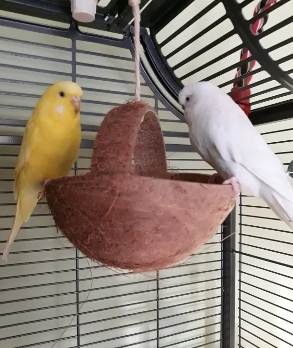 Wellensittich-Bild: wenigstens am Rand darf ich mich hinsetzen,soviel erlaubt mir Galli!