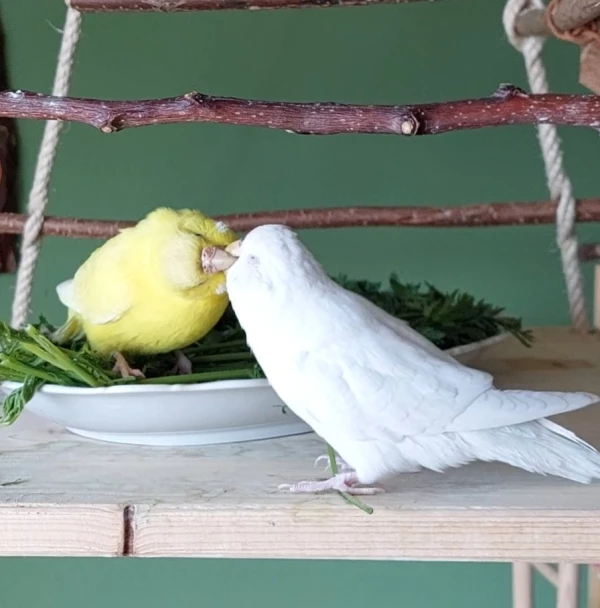 Wellensittich-Bild: Wenn zwei sich lieben, dann stört noch nicht mal die Felo!