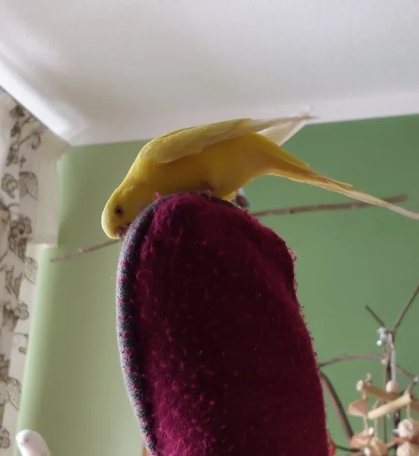 Wellensittich-Bild: Galli kommt freiwillig auf die Hand???? Sag mal Felo trägst Du jetzt Handschuhe daheim, das sieht komisch aus,das muss ich genauer untersuchen. 
Die Felo nennt es lieber Workout. Welligewicht stemmen :-)