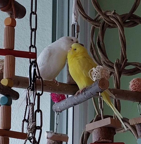 Wellensittich-Bild: Für ein paar Minuten herrscht mal kein HalliGalli sondern Ruhe! ;-)
