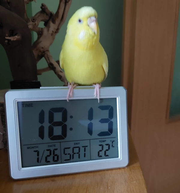 Wellensittich-Bild: Na Felo kann ich noch ein wenig Blödsinn machen?