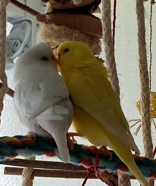 Wellensittich-Bild: Was gibt es schöneres als an einem verregneten Sonntag zusammen zu kuscheln:-)