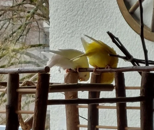 Wellensittich-Bild: Galli meinst Du das die Kohi da unten ist. Irgendwo muss diese doch versteckt sein.:=)