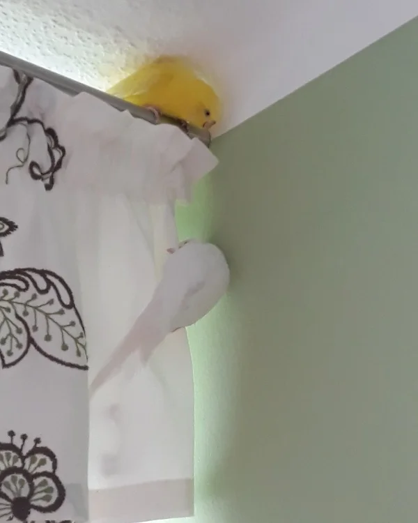 Wellensittich-Bild: Sie haben einen Vogelbaum. Sie haben jede Menge Äste auf den Käfig im Fenster hängt jede Menge zum klettern, aber diese Ecke lieben Sie da können Sie stundenlang in der Ecke verweilen.:-)