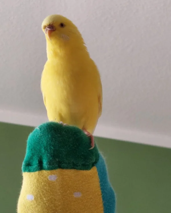 Wellensittich-Bild: Galli sitzt da sehr gerne und hat einen ganz genauen Überblick. Was Sie nur an diesen Landeplatz findet, da gibt es noch nicht mal Kohi!