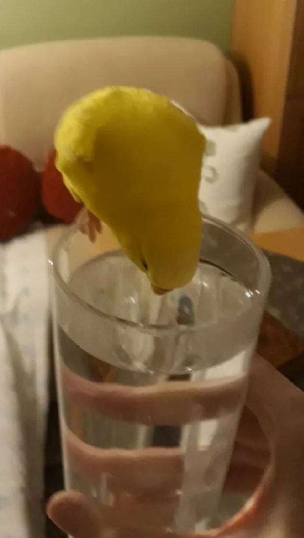 Wellensittich-Bild: Meine Felo hatte ihr Glas mit Wasser auf den Tisch stehen, Galli hatte ihre lustigen 5 Minuten und ist dauernd auf das Glas zugeflogen, meine Felo hat ihr Glas genommen ist in die Küche gegangen, hat ein neues Glas mit Leitungswasser geholt und ist ins Wohnzimmer gegangen. Sie konnte sich noch nicht mal hinsetzen, also ich mache sowas nicht:-)