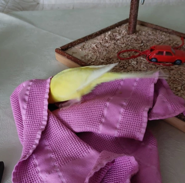 Wellensittich-Bild: Ach Galli musst du immer an den unmöglichsten Stellen die Hirse suchen, kannst du nicht mal wie jede andere Wellidame auf deinen Ast hocken.
Galli meint, dass das langweilig wäre...