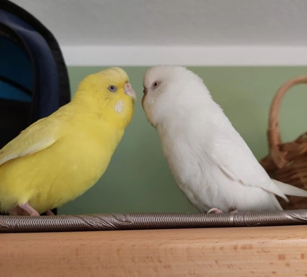 Wellensittich-Bild: ...ist unwahrscheinlich schön. Schau mir in die Augen KLEINES und sing noch einmal unser Lied...