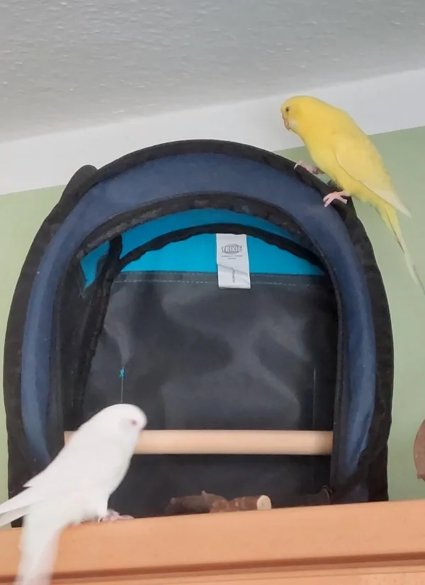 Wellensittich-Bild: Mit dieser Tasche wurden wir zur unserer Felo im August 21 gebracht und jetzt ist sie Deko:-)