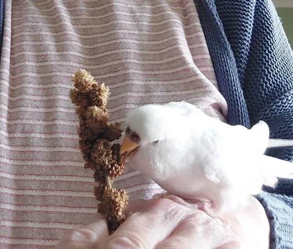 Wellensittich-Bild: Galli sucht immer an den unmöglichen Stellen die Kohi. Ach ich sag nur warum in die Ferne schweifen, wenn die Kohi Dir auf der Hand präsentiert wird. :-)