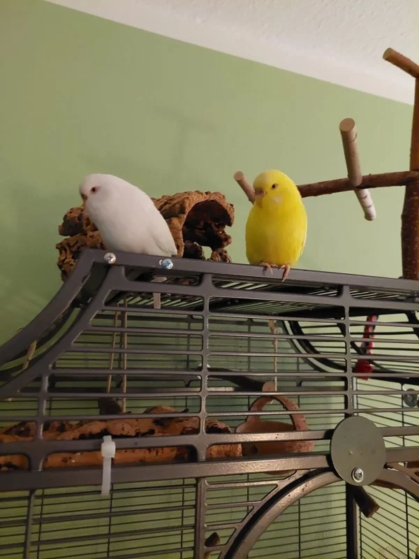 Wellensittich-Bild: Wir müssen fassungslos mit ansehen wie unsere Felo das Fenster neu dekoriert. Wir wollen das nicht! Da fliegen wir niemals drauf!
