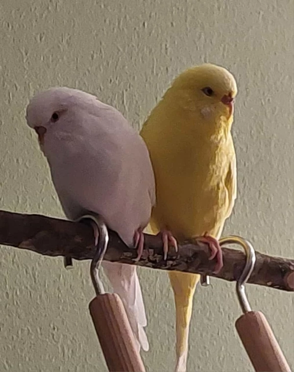 Wellensittich-Bild: Wenn Galli bei mir ist können wir richtig gut chillen, oder anders ausgedrückt zwischen uns passt kein Blatt mehr.