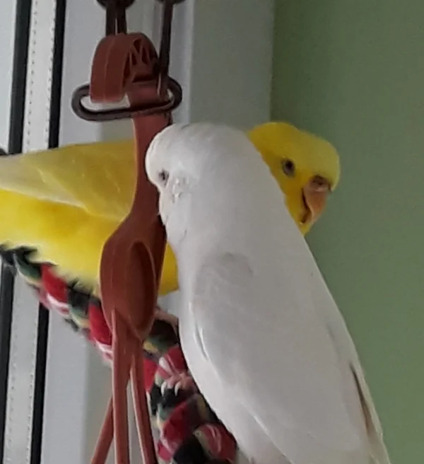 Wellensittich-Bild: Meine Halli ist wieder da