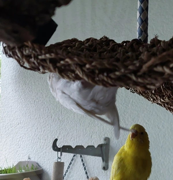 Halli was soll das