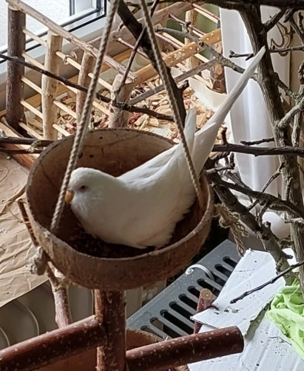 Wellensittich-Bild: Galli hat die Bälle alle ausgeräumt und ich darf endlich mal probesitzen! Es ist so schön!