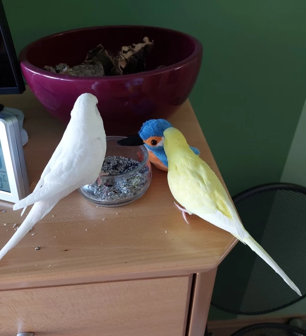 Wellensittich-Bild: Das ist ein kommischer Vogel, der sitzt den ganzen Tag nur da und sagt kein Wort.