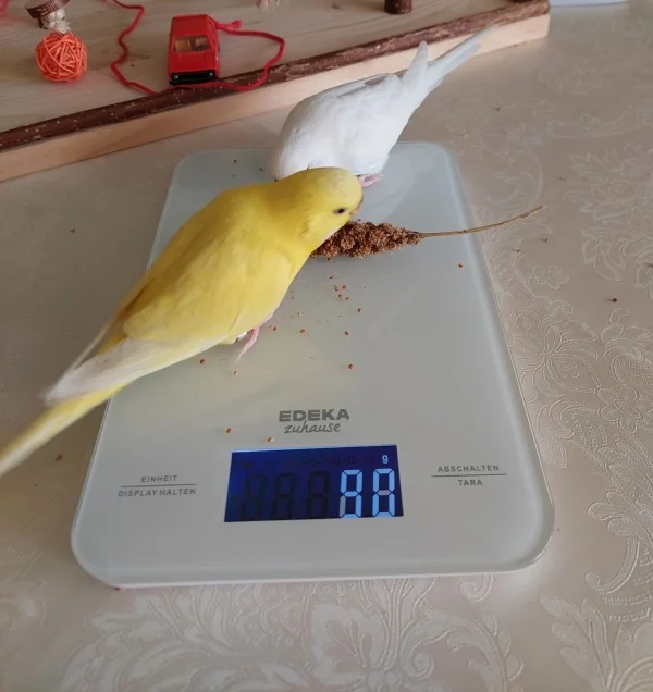 Wellensittich-Bild: Das Stück Kohi wiegt 4 g, Galli wiegt 42 g. Wieviel wiege ich?
Liebe Felo Du wirst doch dafür nicht den Taschenrechner brauchen :-)