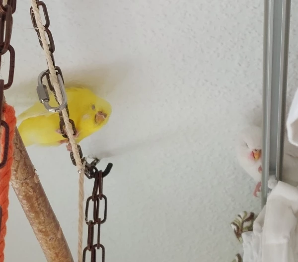 Wellensittich-Bild: da steht unsere Felo und frägt sich wieder: Ist das gemütlich, ihr habt so einen schönen Wellibaum, Hi, Hi, Hi, das wird unsere Felo nie verstehen!