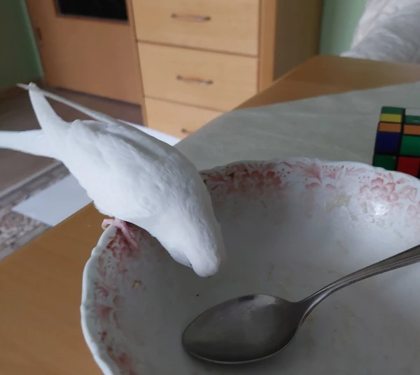 Wellensittich-Bild: Ich muss jetzt doch mal überprüfen was meine Felo so isst. Auf jeden Fall war da keine Gurke drin.