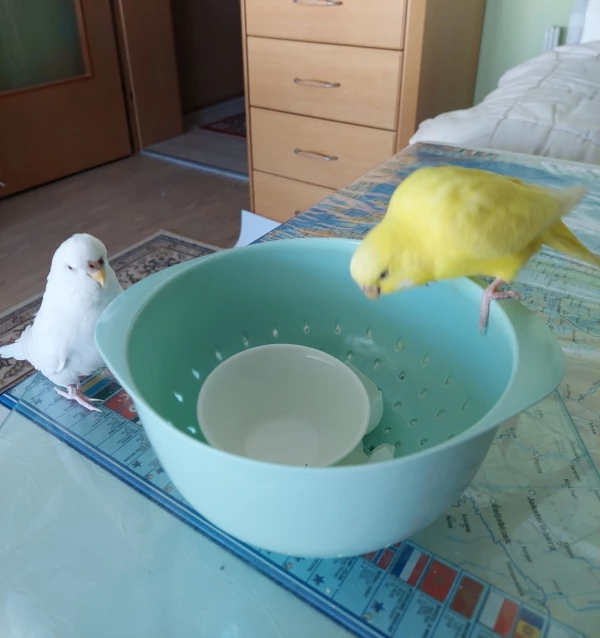Wellensittich-Bild: Nee Halli, Felo hat wieder alles alleine schnabuliert ...