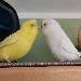 Die Liebe zu meiner Galli...