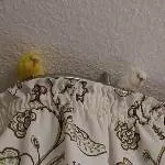 Halli schau mal