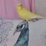 Felo, sag mal