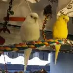 Halli und Galli