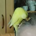 Hirse!Hirse!Hirse!