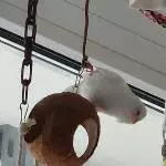 Was Galli kann, kann ich auch!