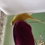 Hand oder doch Fuß