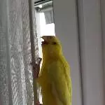 Galli im Gardinenrausch!