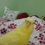 Galli auf Inspektion