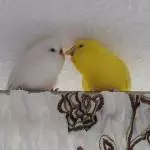 Galli spricht