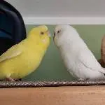 Die Liebe zu meiner Galli...