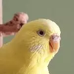 Galli überlegt