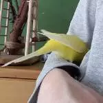 Felo wo ist die Kohi?