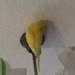 Felo schau mal