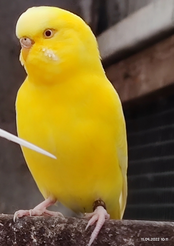 Sunny