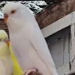 Weiß wie der Schnee 