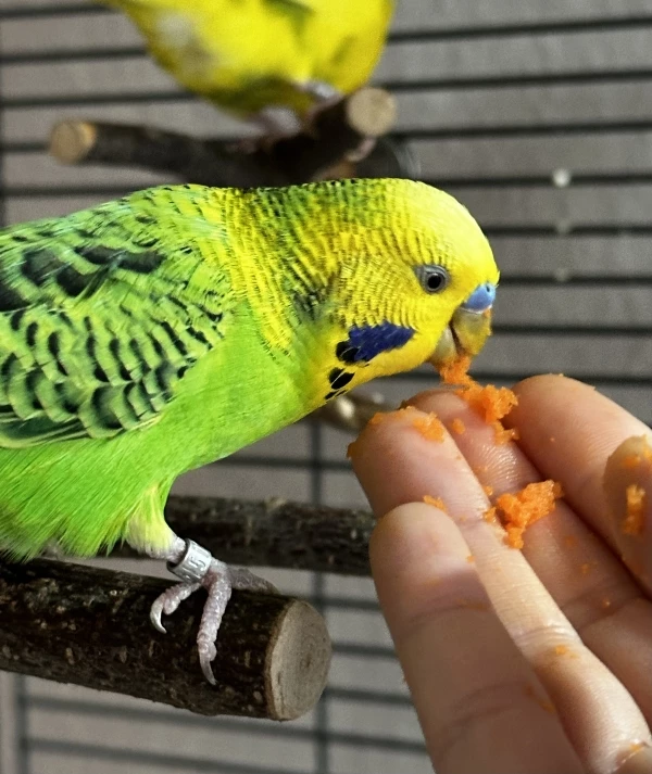 Wellensittich-Bild: Frischkost war nicht immer die Nr Eins auf dem Speiseplan.
Umso mehr freue ich mich darüber, wie Kiwi sich mittlerweile auf die Möhre stürzt und es auch hinterher nicht verbergen kann. ?