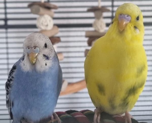 Wellensittich-Bild: Was vermutet ihr? Links Peabo, rechts Mango. Meine Vermutung liegt bei Henne links und Hahn rechts.