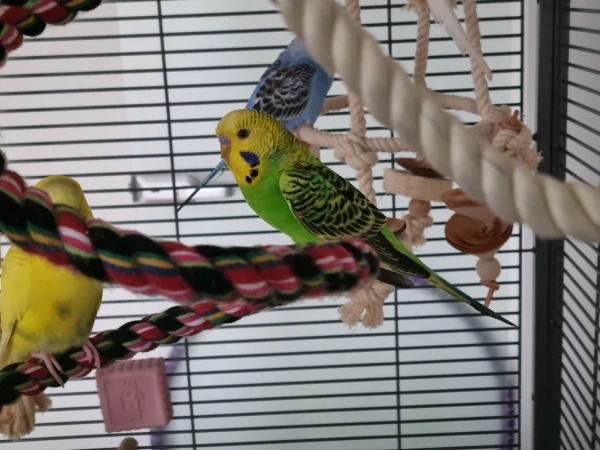 Wellensittich-Bild: Kiwi ist männlich und ein Neuzugang