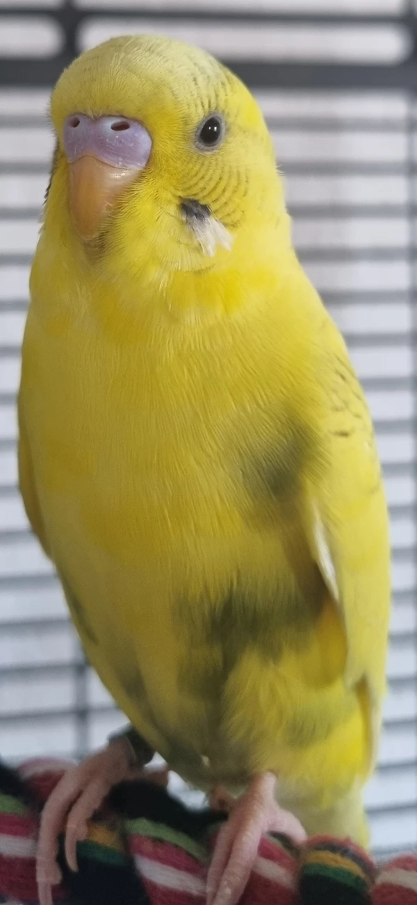 Wellensittich-Bild: Mango, männlich, zutraulich, neugierig