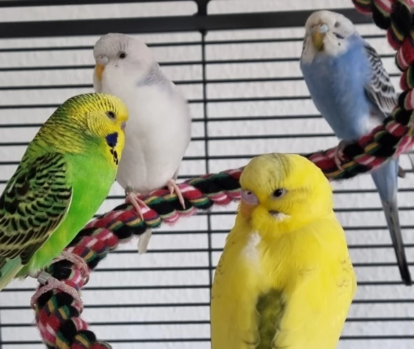 Wellensittich-Bild: Meine kleine bunte Bande. Bestehend aus zwei Hähnen und zwei Hennen. Ich hoffe, dass sie harmonisiert.