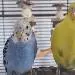 Album von Mangopeabo