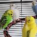 Chillende Chicks